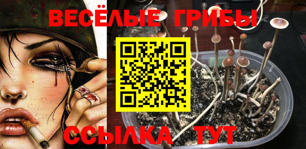 Выборг  Псилоцибиновые грибы мухоморы  Псилоцибиновые грибы Cubensis  Вход с VPN 